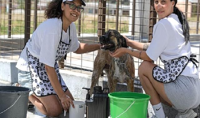 Bunaltan sıcaklarda can dostlar unutulmadı